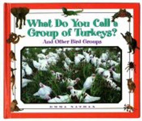 What Do You Call A Group Of Turkeynull