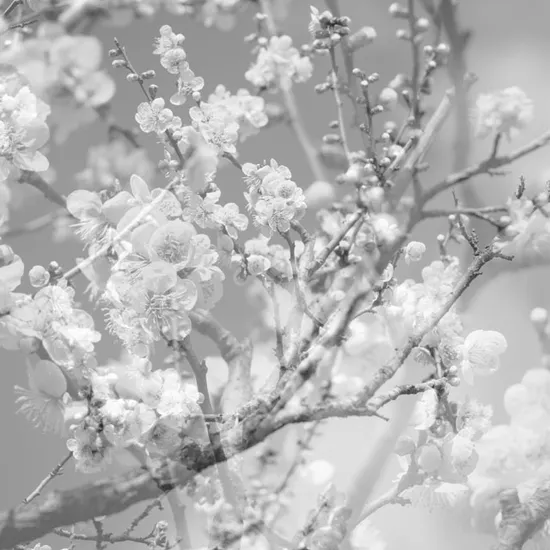 HANAMICHI: THE FINAL STUDIO RECORDING VOL. II [LP]