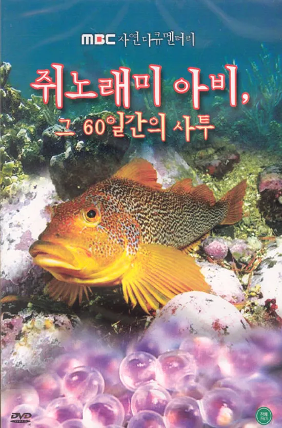 쥐노래미 아비, 그 60일간의 사투 [MBC 자연 다큐멘타리] [10년 5월 프리지엠 창고 대개방 행사]