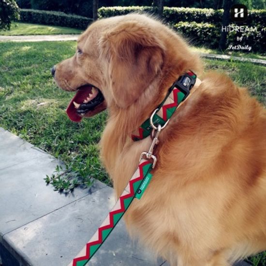 펫데일리 하이드림 레인보우 강아지 리드줄-S size