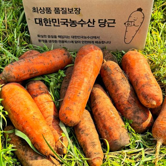 [대한민국농수산] 국내산 햇 당근 골라담기
