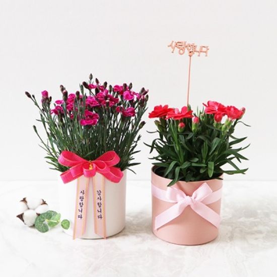 [리본증정] 어버이날  생화 카네이션 화분