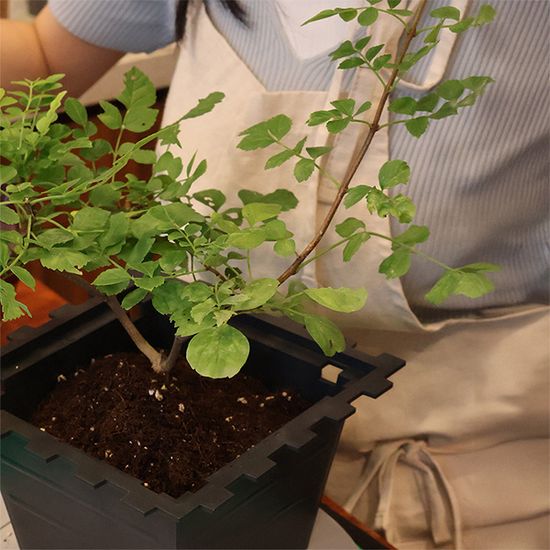 모던 인테리어 디자인 화분