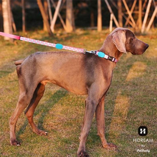 펫데일리 하이드림 유니크 디자인 강아지 리드줄- XS