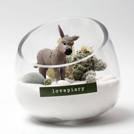 동키의 겨울나기 테라리움