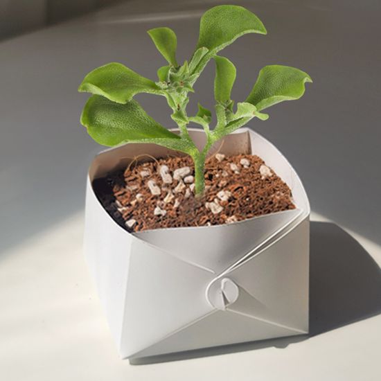 아이스플랜트 키우기 미네랄 화분 풀 패키지 DIY