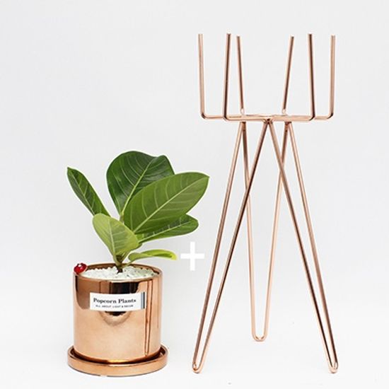 육각화분스탠드+Copper화분(고무나무) 세트