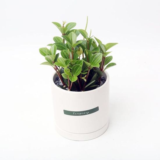 홀리페페 실내공기정화식물 카페 인테리어 화분