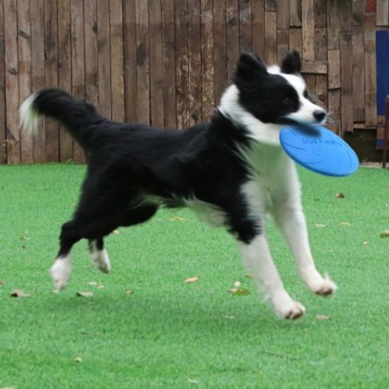 PH 강아지 장난감 접시 원반 플라잉 디스크 9011 18cm