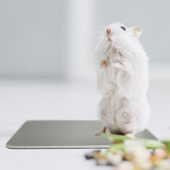 강아지매트 쿨 시원한 알루미 WE27D0E