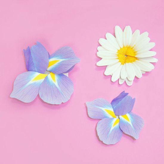 붓꽃(Iris flower) 편지지
