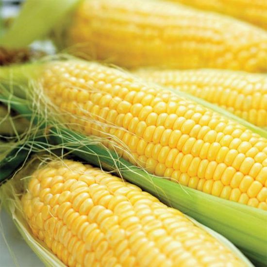 국내산 초당옥수수 9~14cm 20개