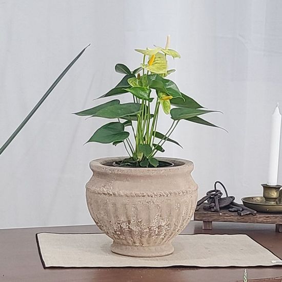 테라원 빈티지 아쿠아 토분  WE822DD