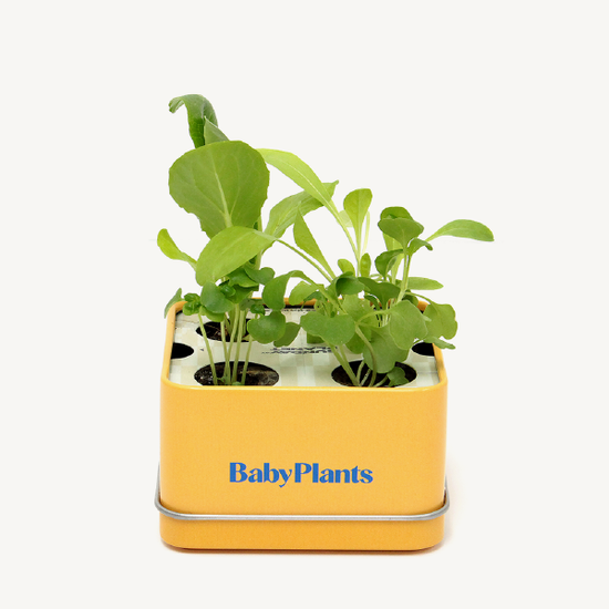 Baby Plants - Fresh Lunch