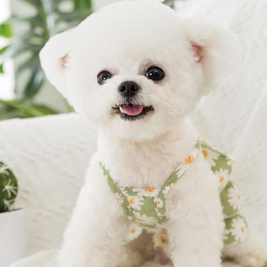 강아지 고양이 하와이안 체리 여름 레이스 원피스