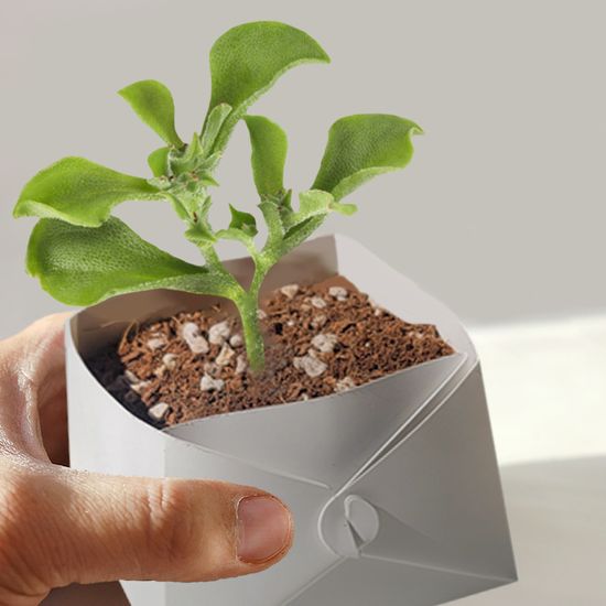 아이스플랜트 키우기 미네랄 화분 풀 패키지 DIY