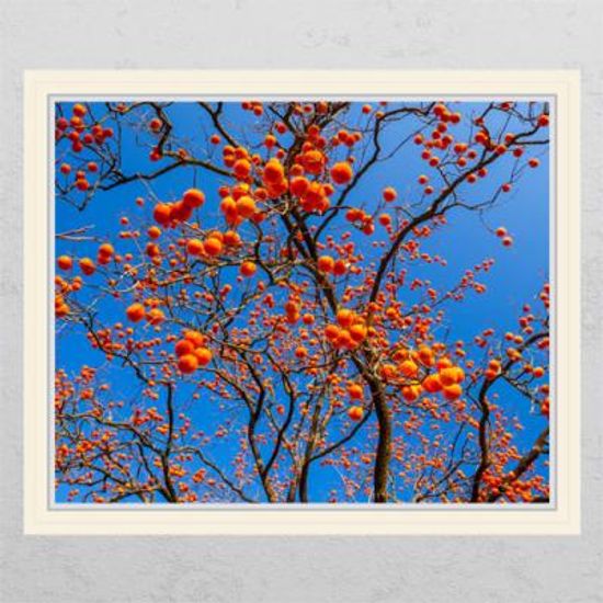 cl428-돈복을불러주는감나무2_창문그림액자