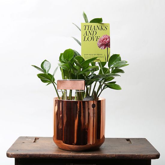 금전수 메탈릭 골드 화분 실내인테리어화분
