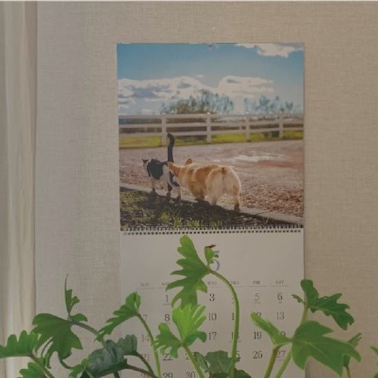 [1+1] 2023 강아지&고양이 벽걸이 달력
