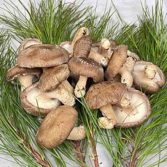 공주 산지직송 국내산 송향 버섯 알뜰형 500g 1kg