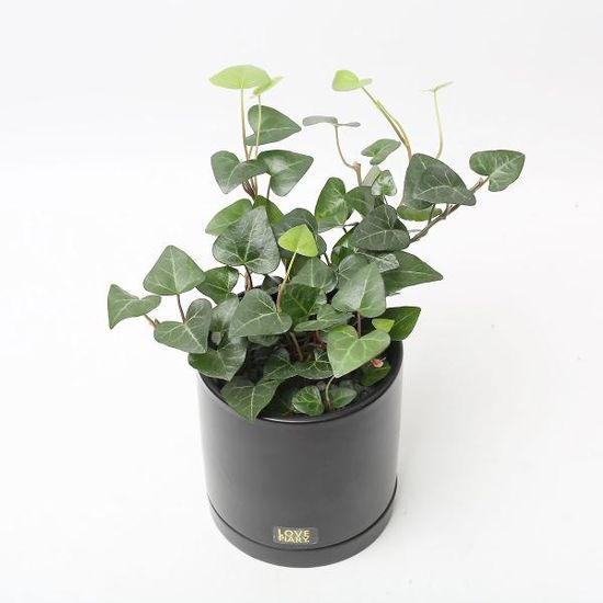 하트아이비 실내공기정화식물 카페 인테리어 화분