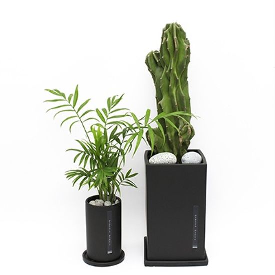 BSW-테이블 야자