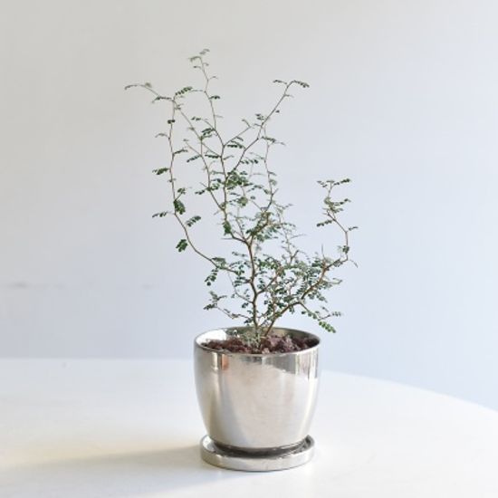 소포라 인테리어 화분 키우기쉬운 식물