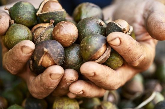 호주 프리미엄 바닐라 마카다미아 인_쉘 (200g)