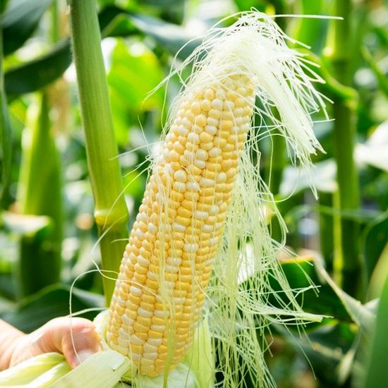 [대한민국농수산X핫트랙스] 여름 제철 과일 골라담기