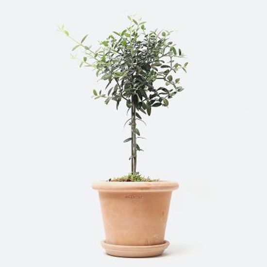 올리브나무 이태리토분 미니화분 실내공기정화식물