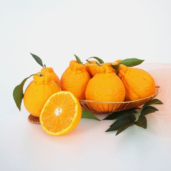 [고랑몰라] 제주 한라봉 5kg(14-16과)