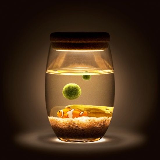 [빛가든] 니모 마리모