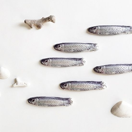 Filet de Sardines 정어리 초콜릿