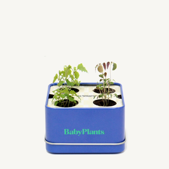 Baby Plants - Take it Easy