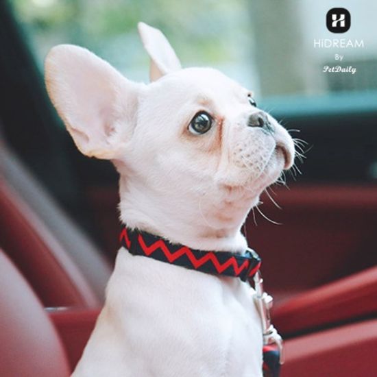 펫데일리 하이드림 레인보우 강아지 목줄-L size