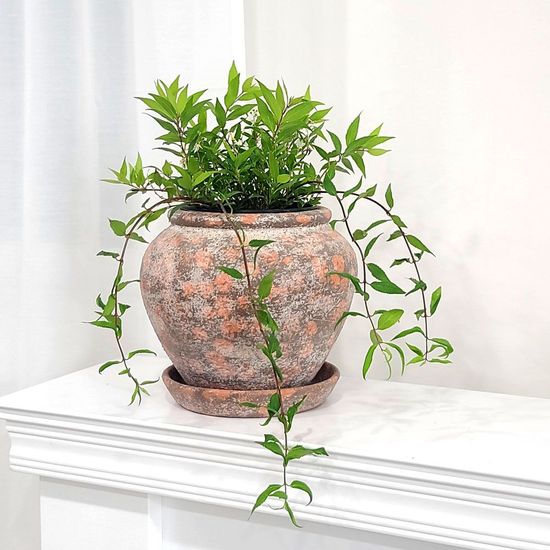 베트남 빈티지 컬러 토분 화 WEBDB4B