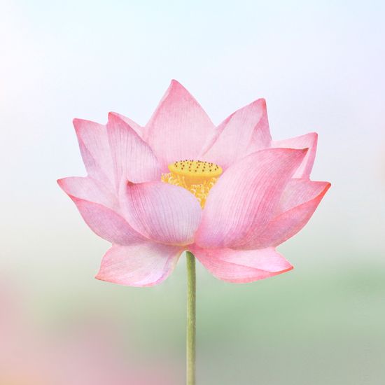 스티키리프_연꽃(Pink,L)
