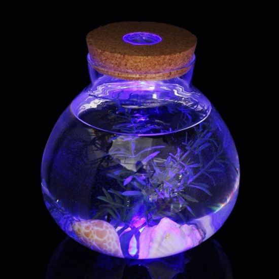 마리모 키우기 LED 유리병 반려식물 테라리움