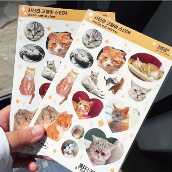 사진관 고양이 스티커