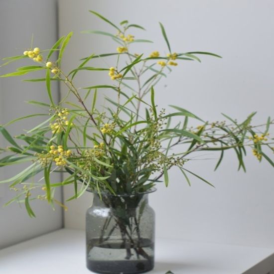 미모사 수입생화 꽃선물 인테리어