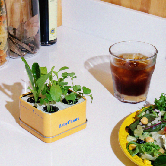 Baby Plants - Fresh Lunch