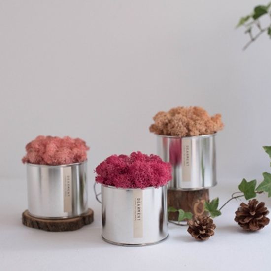 [디어먼트] 스칸디아 모스 화분 5종