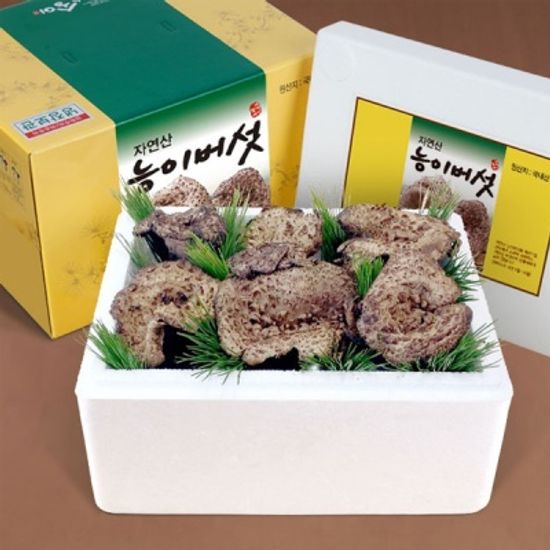 강원도 자연산 능어버섯 500g/4~8뿌리