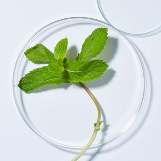 안달로우 알로에민트 쿨링 바디로션