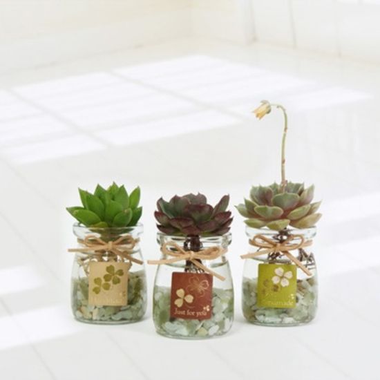 [공기정화식물] 다육식물세트 (택배 약 3일~4일소요)