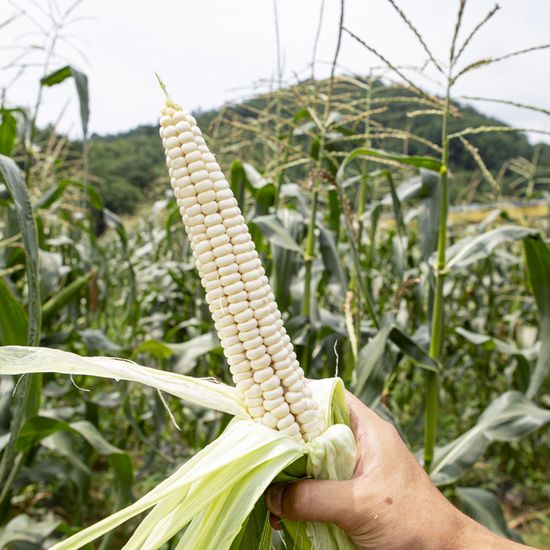 괴산 삶은 찐 냉동 대학 찰 옥수수 9입