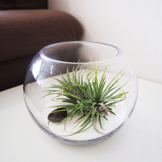 My Greenery 틸란드시아 테라리움 DIY(라지)