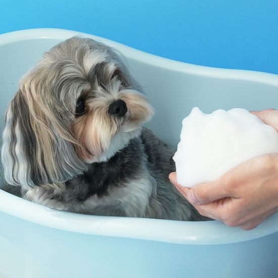 펫생각 데일리케얼 이지클렌징 강아지 버블 펫 샴푸