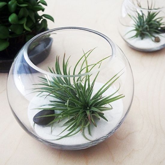 My Greenery 틸란드시아 테라리움 DIY(스몰)