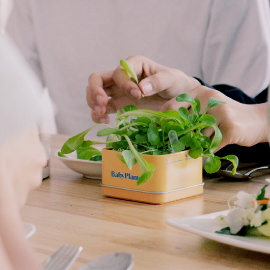 Baby Plants - Fresh Lunch